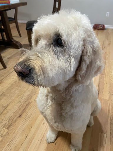 Dog Day Care Center «K9 Behavior UT, LLC», reviews and photos, 1458 Main St, Salt Lake City, UT 84115, USA