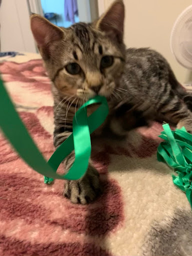 Pet Supply Store «Petco Animal Supplies», reviews and photos, 3012 Bridgepointe Pkwy, San Mateo, CA 94404, USA