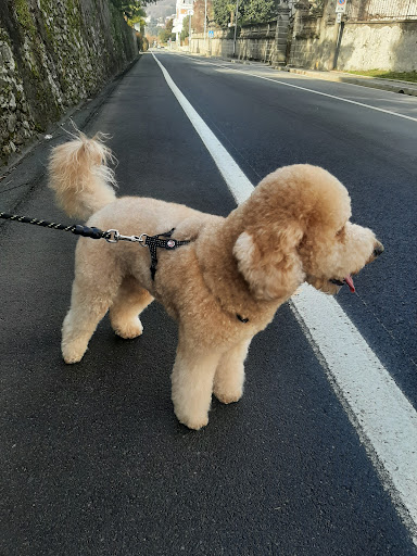 Pensioni per cani e dog hotel a Hello little dog