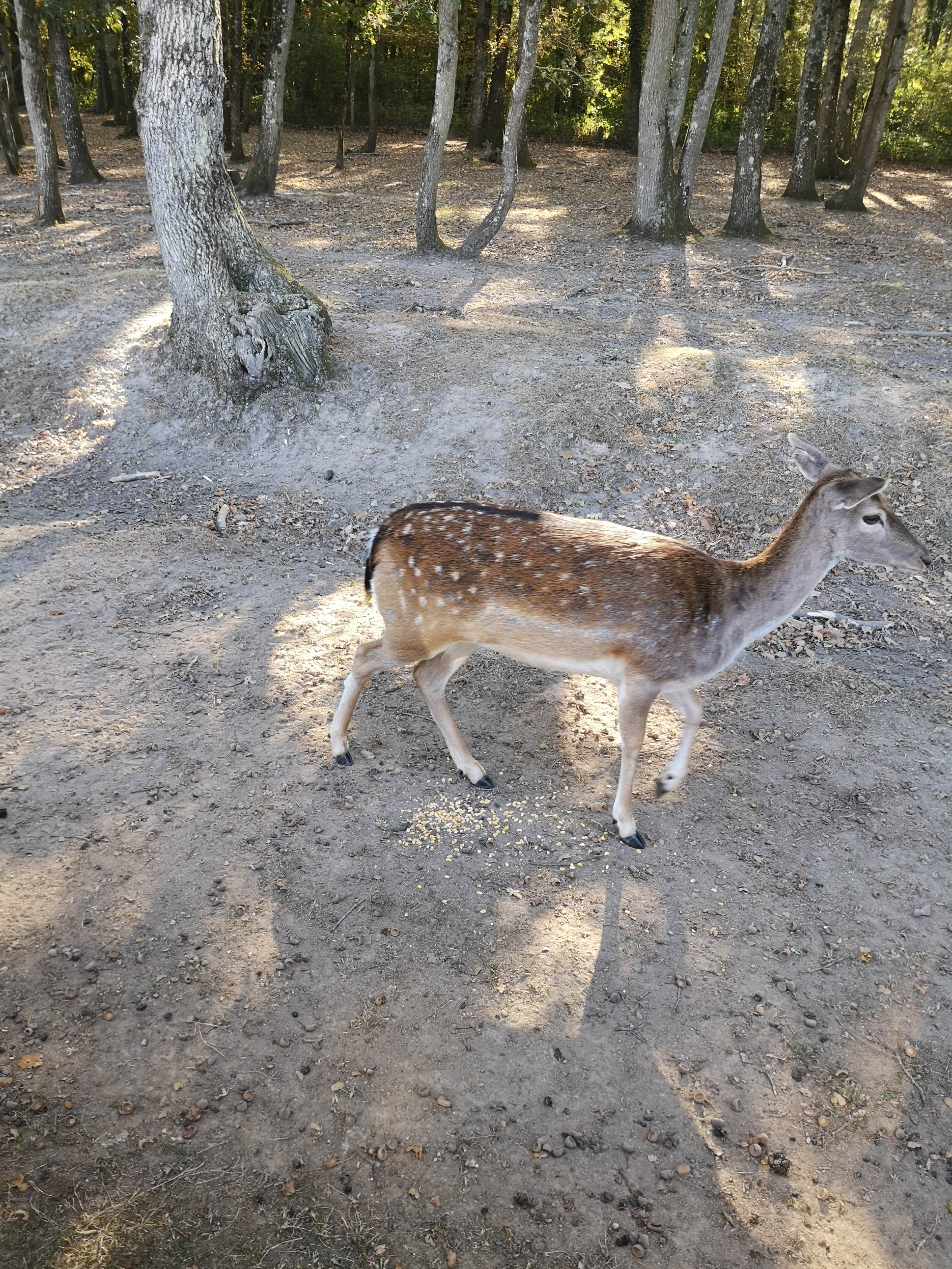 Photo n° 4 de l'avis de Gonzague.a fait le 17/10/2018 à 16:20