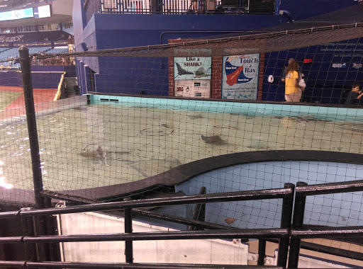 Sportswear Store «Tampa Bay Rays», reviews and photos, 400 N Tampa St #110, Tampa, FL 33602, USA