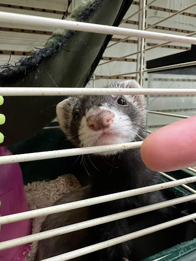 Pet Supply Store «Animal House Pets LLC», reviews and photos, 217 W 14th St, Marshfield, WI 54449, USA