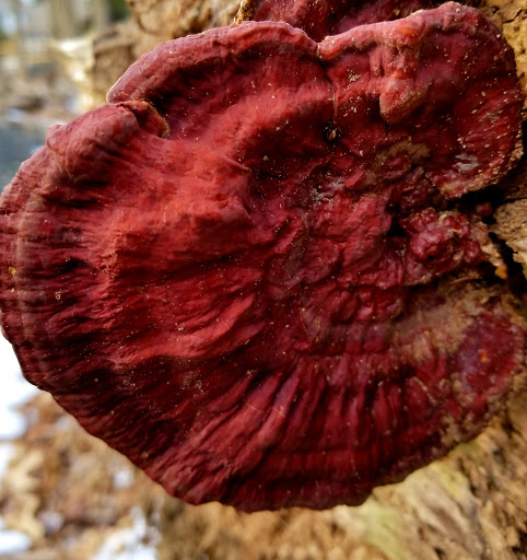 Nature Preserve «Lorrimer Sanctuary», reviews and photos, 790 Ewing Ave, Franklin Lakes, NJ 07417, USA