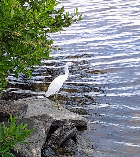 Museum «Mound House», reviews and photos, 451 Connecticut St, Fort Myers Beach, FL 33931, USA