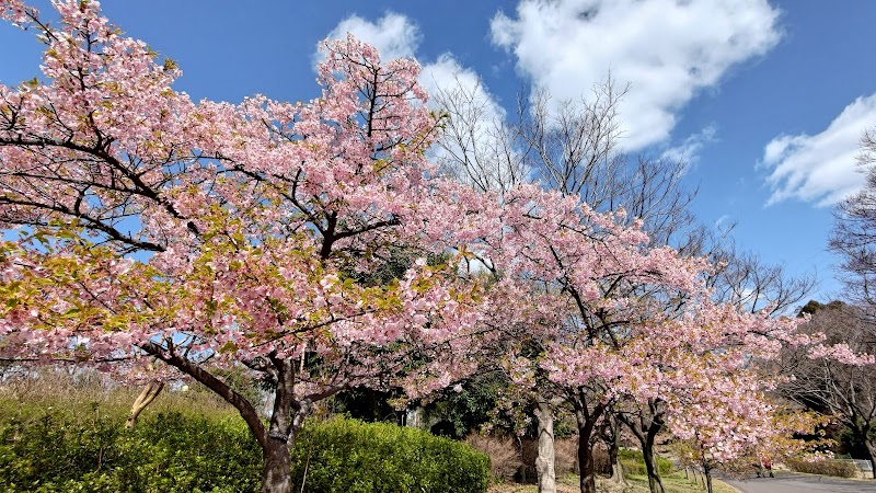 桜花林