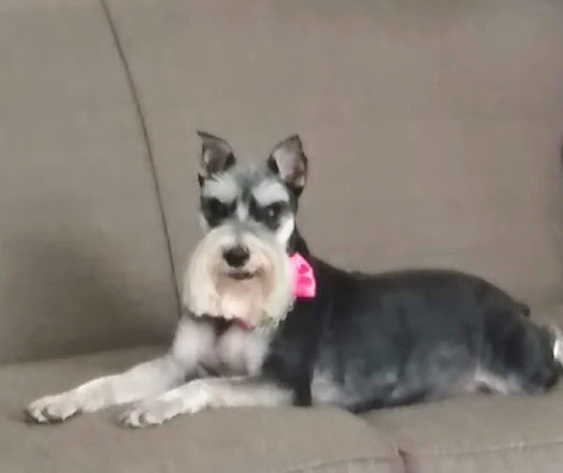 Pet Groomer «Shear Elegance Pet Boutique», reviews and photos, 918 John Marshall Hwy, Front Royal, VA 22630, USA