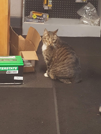 Auto Repair Shop «A-Ford-Able Automotive Services, Inc», reviews and photos, 1465 Old Moultrie Rd, St Augustine, FL 32084, USA