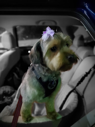 Pet Groomer «Happy Tails Pet Center», reviews and photos, 4370 SE King Rd Ste 260, Milwaukie, OR 97222, USA