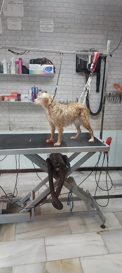 Peluqueria Canina y Felina ZOE - Servicios para mascota en Granada