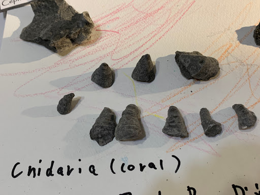 Nature Preserve «Penn Dixie Fossil Park & Nature Reserve», reviews and photos, 4050 North St, Blasdell, NY 14219, USA