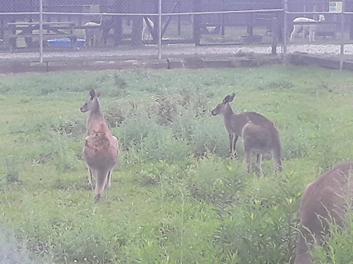 Zoo «Tupelo Buffalo Park & Zoo», reviews and photos, 2272 Coley Rd, Tupelo, MS 38801, USA