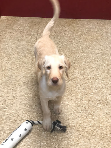 Pet Store «All Pets Club», reviews and photos, 405 Queen St, Southington, CT 06489, USA