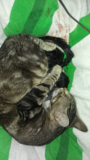 Pet Supply Store «Petco Animal Supplies», reviews and photos, 600 US-441, The Villages, FL 32159, USA