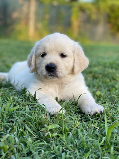 L'Olimpo del Golden - Allevamento Golden Retriever