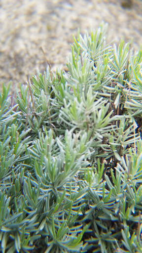 Clothing Store «Pendleton Washougal Mill Store», reviews and photos, 2 Pendleton Way, Washougal, WA 98671, USA