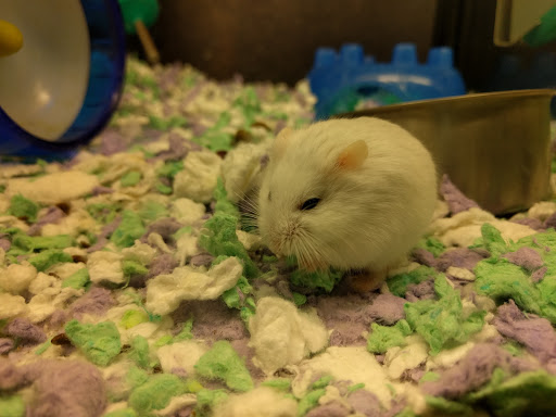 Pet Supply Store «PetSmart», reviews and photos, 367 Mt Hope Ave, Rockaway, NJ 07866, USA