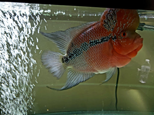 Pet Store «Southside Pet Shop», reviews and photos, 7031 Southside Dr, Louisville, KY 40214, USA