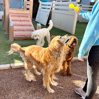 Happy Pets Palace and Playground - Photo 1 - Car repair in Mesa, AZ, Mesa