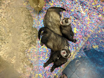 Pet Supermarket - Photo 9 - Car repair in Bellevue, TN, Nashville