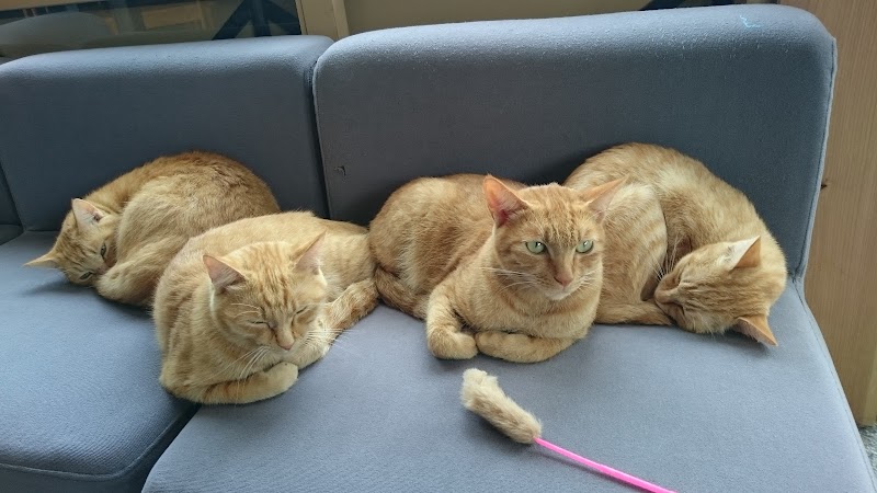 喫茶ダンボール 島根県 カフェ 喫茶 グルコミ