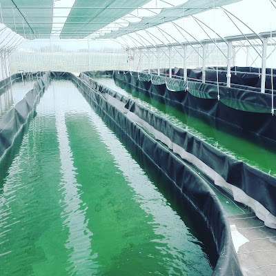 La Spiruline des Vikings à Longues-sur-Mer
