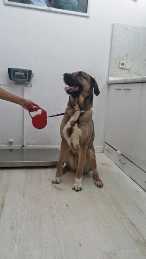 Clínica Veterinaria Ecovet Vallecas Villa en Madrid