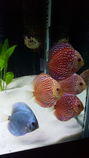 Tropical Fish Store «Golden Fish Aquariums», reviews and photos, 7145 W Colfax Ave, Lakewood, CO 80214, USA