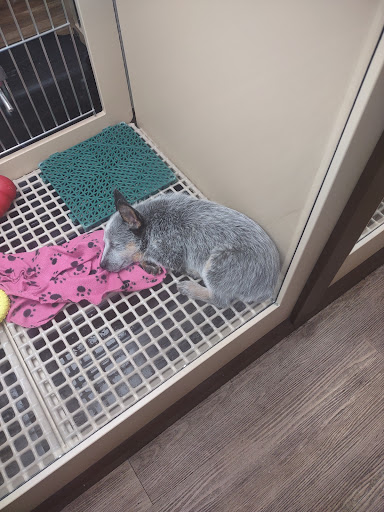 Pet Store «Petland», reviews and photos, 5470 Dixie Hwy, Fairfield, OH 45014, USA