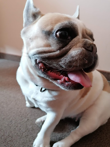 Dr. Berthold und Andrea Heddier Tierärzte unter Heiden, Nordrhein-Westfalen