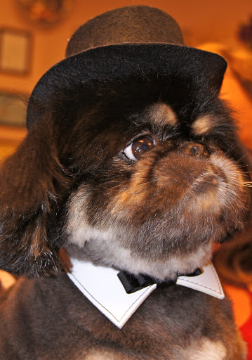 Pet Boarding Service «About Pets Center», reviews and photos, 1604 Conehurst Blvd, Salem, VA 24153, USA