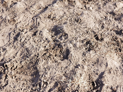 Dog Park «Bunker Hills Dog Park», reviews and photos, 1620 133rd Ave NW, Coon Rapids, MN 55448, USA