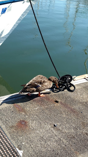 Yacht Club «Everett Yacht Club», reviews and photos, 404 14th St, Everett, WA 98201, USA