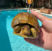 Kitty Pools - Photo 4 - Car repair in Marrero, LA, New Orleans