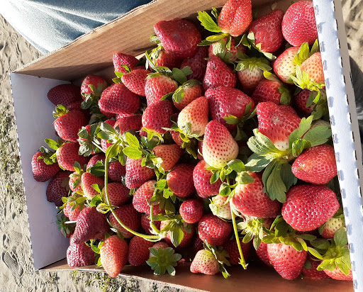 Farm «Oak Haven Farms», reviews and photos, 32418 Avington Rd, Sorrento, FL 32776, USA