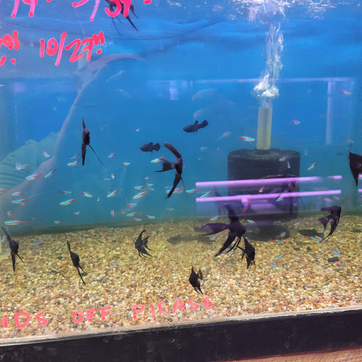 Pet Store «Fish R Us», reviews and photos, 10855 TX-242, Conroe, TX 77385, USA
