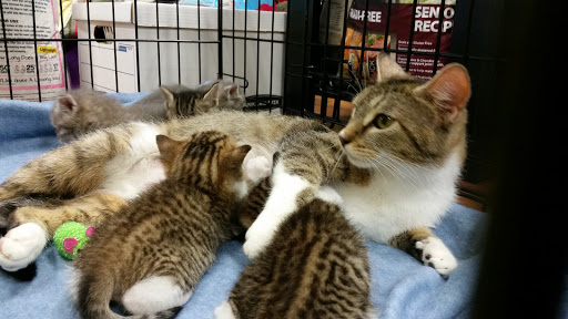 Pet Valu, 63 Eastern Blvd N, Hagerstown, MD 21740, USA, 