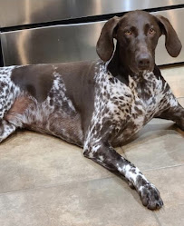 Blue Bark Dog Walking - Photo 4 - Car repair in St. Petersburg, FL, St. Petersburg