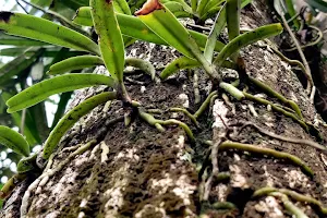 ORCHID ON A TREE image