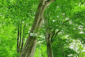 Arboretum Leśników Kartuskich image