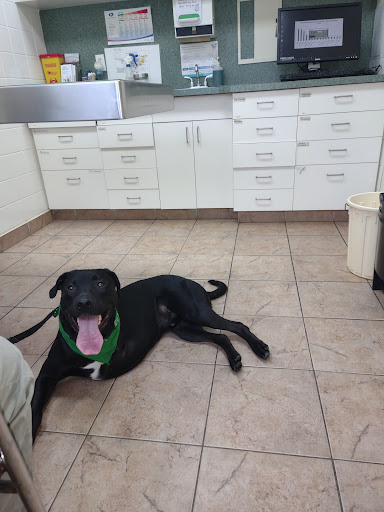 Amherst Animal Hospital image