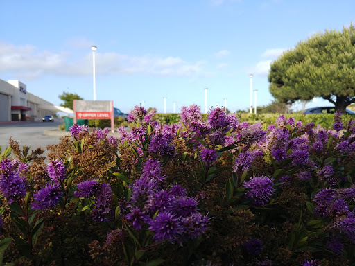 Book Store «Barnes & Noble», reviews and photos, 1150 El Camino Real, San Bruno, CA 94066, USA