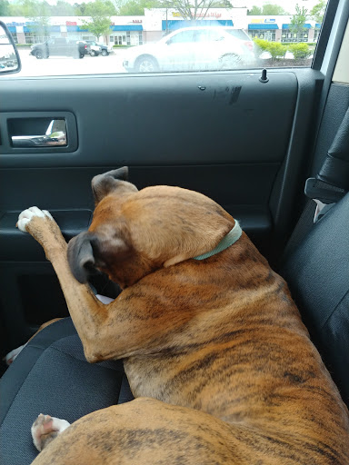 Pet Supply Store «PetSmart», reviews and photos, 1072 Bullsboro Dr, Newnan, GA 30265, USA