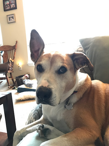 Pet Supply Store «Chuck & Don’s Pet Food & Supplies», reviews and photos, 8115 Wedgewood Ln N #1, Maple Grove, MN 55369, USA