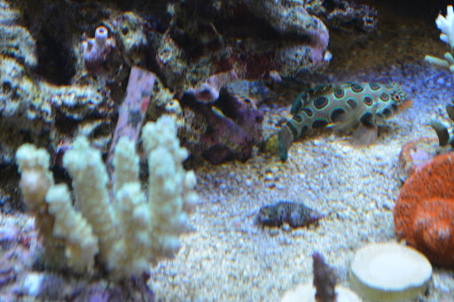 Tropical Fish Store «Premium Aquatics», reviews and photos, 401 E Center Cross St, Edinburgh, IN 46124, USA