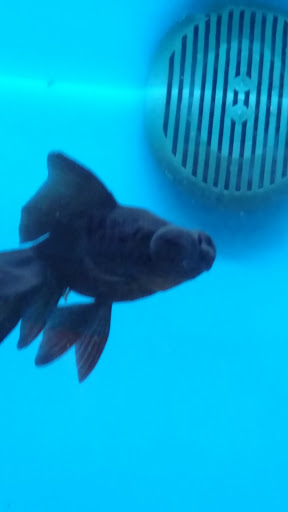 Pet Supply Store «PetSmart», reviews and photos, 421 Commerce Dr, Victor, NY 14564, USA