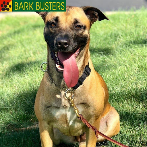 Bark Busters Home Dog Training Houston