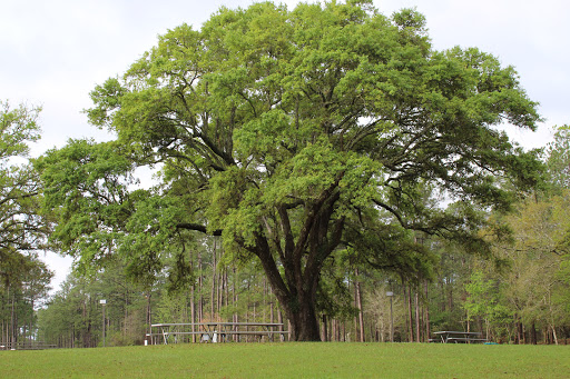 Wildlife Refuge «Mississippi Sandhill Crane National Wildlife Refuge», reviews and photos, 7200 Crane Ln, Gautier, MS 39553, USA