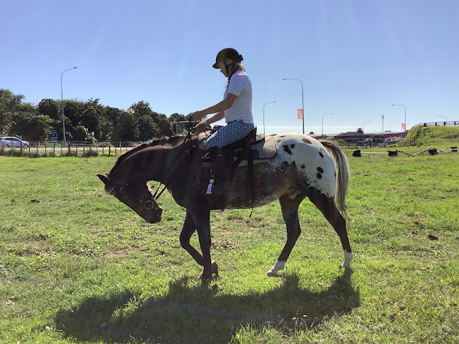 Reviews of Horse works in New Plymouth - Association