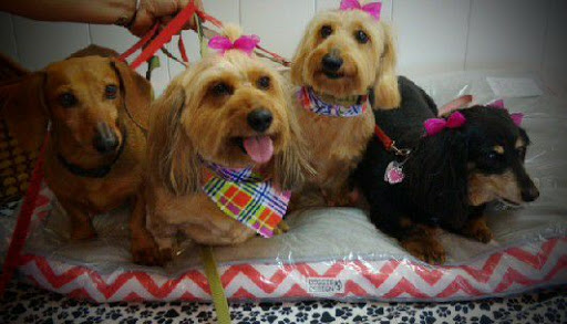 Pet Groomer «A Klassy Lassie, LLC», reviews and photos, 30 Old Jackson Rd, McDonough, GA 30252, USA