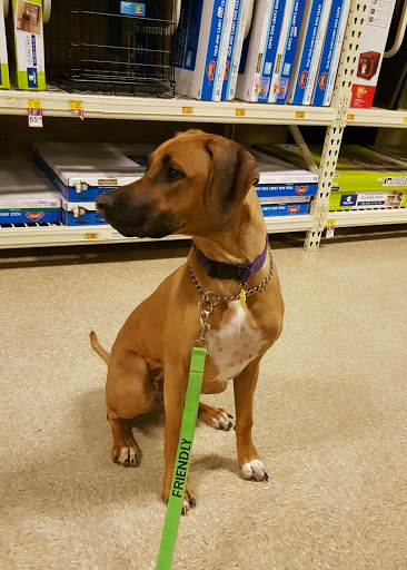 Pet Supply Store «PetSmart», reviews and photos, 777 S Willow St, Manchester, NH 03103, USA